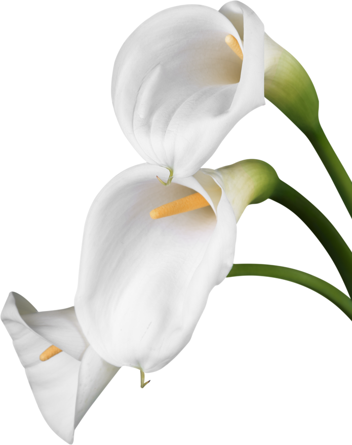 Calla Lily Flower